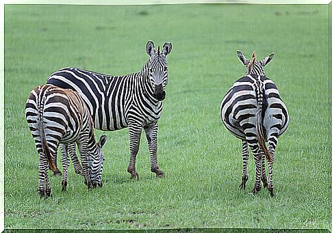 zebras