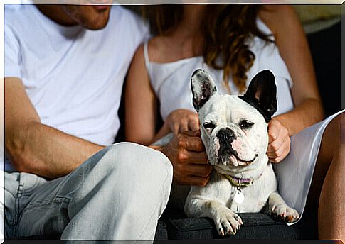 dog-with-couple