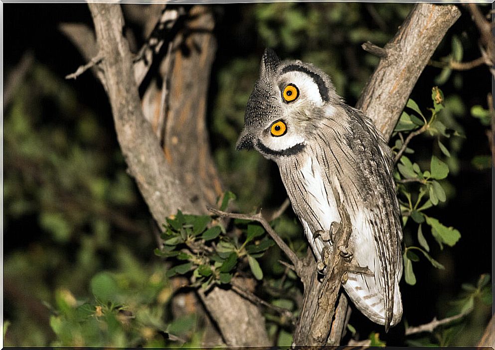 How do owls turn their heads so much?