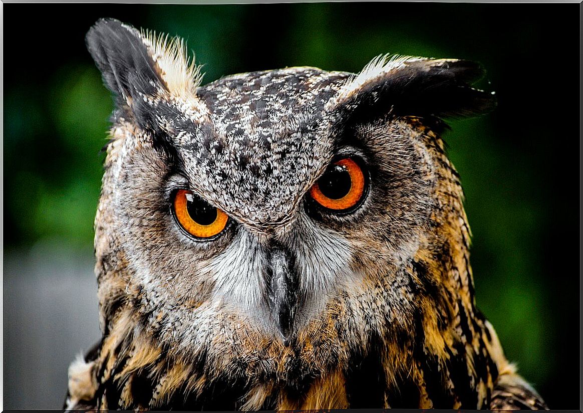 An owl looks at the camera.