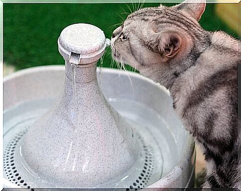 How does a cat drinking fountain work?