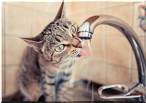 A cat drinks water from the tap