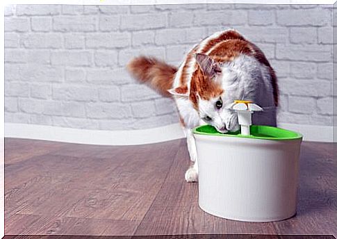 The drinking fountain for cats