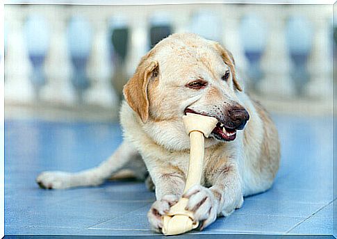 How does food affect your dog's teeth?