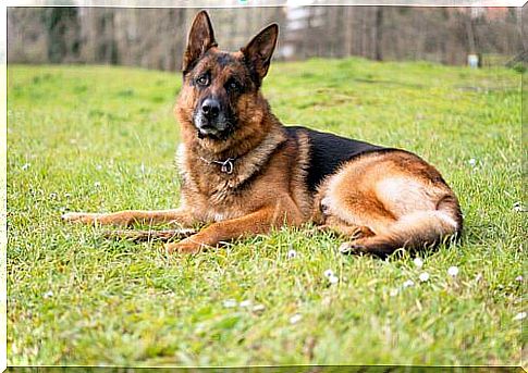 German shepherd sitting on the grass