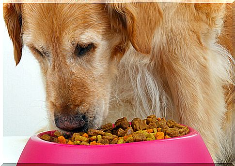 How Much Should a Dog Eat?