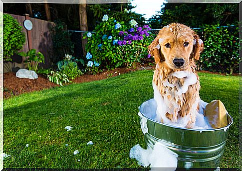 How to bathe a short-haired dog?