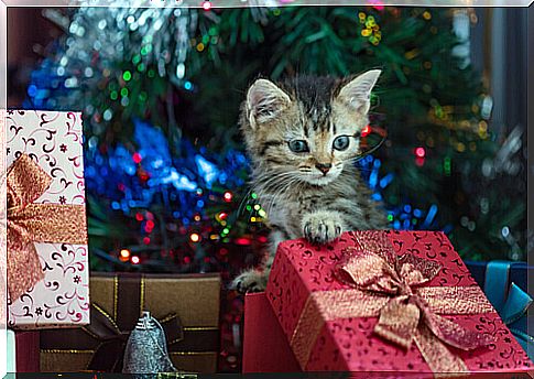 cat with gifts