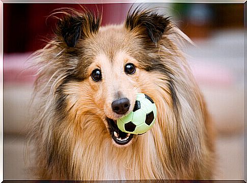 collie with ball in mouth