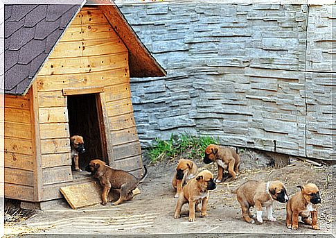 puppies-and-kennel-for-dogs