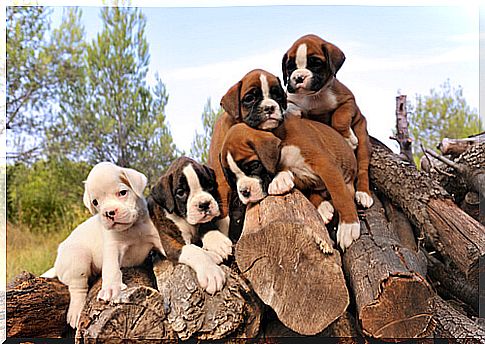 boxer-puppies