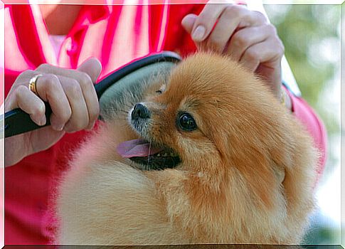 How to choose the brush to comb your dog