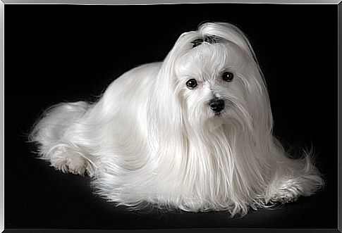 Maltese with long hair