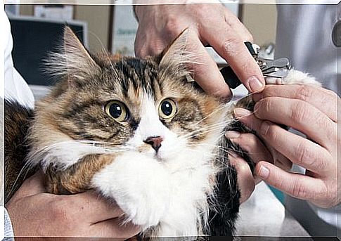 How to cut a cat's nails without scaring him