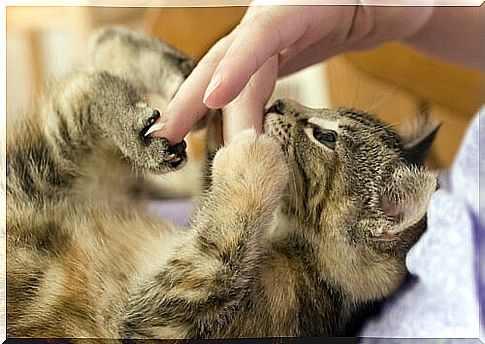 Micio plays with his master's hand