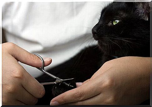 Girl intent on cutting the cat's nails