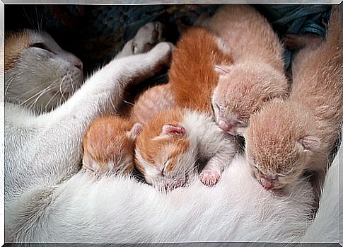 Cat and puppies