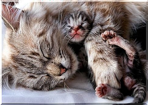 Mother cat and puppy