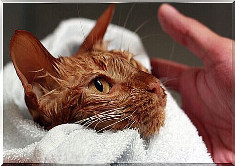 cat after taking a bath