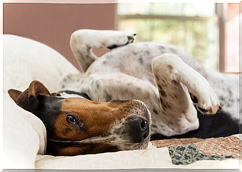 How to get rid of dog odor from your home