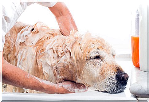 bath-dog