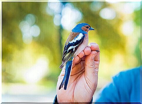 How to get rid of parasites from birds