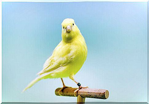 Canary on the perch 