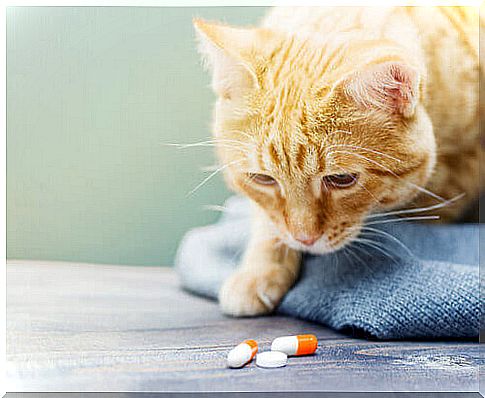 How to give the cat medicine