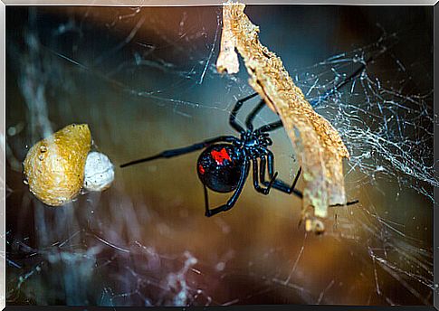 a black spider weaving its web