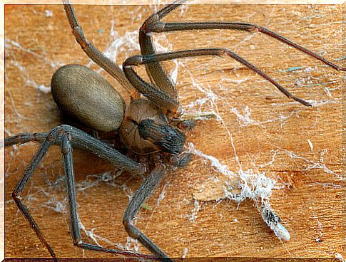 a spider walks on a wooden board