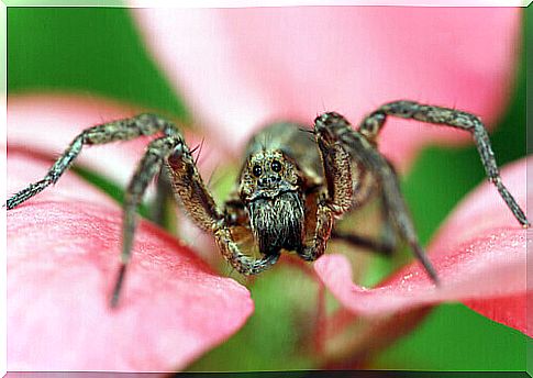 a spider on a pink flower