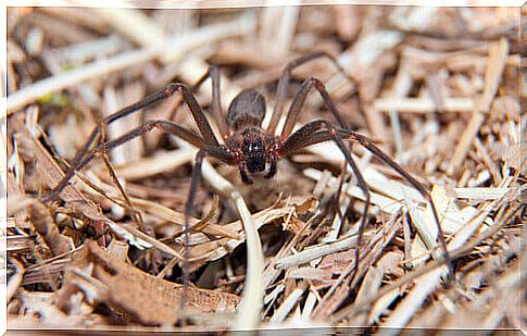 a small spider walks among the brushwood of a garden