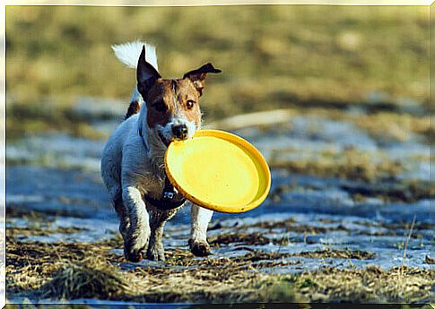 How to play Frisbee with your dog