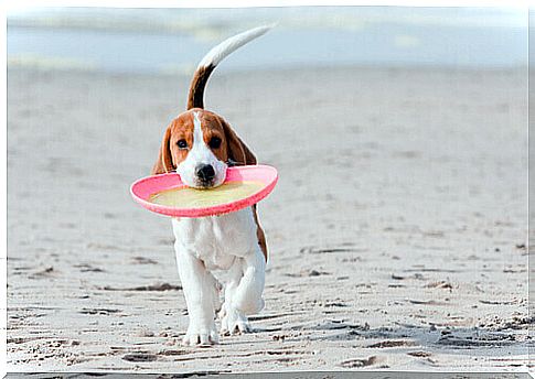 a beagle brings the frisbee back to its master on the beach