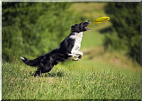 a border collie catching a Frisbee with his mouth