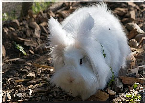 How to raise an Angora dwarf rabbit