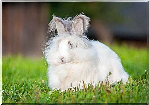 Dwarf Angora rabbit in the meadow