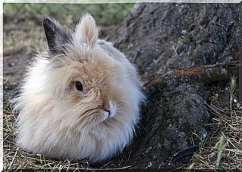 Dwarf Angora rabbit outdoors