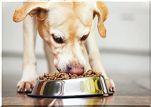 Dog eating kibble 