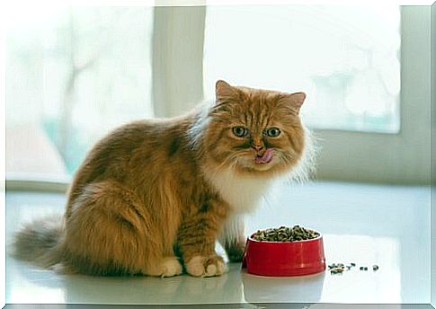 Cat eating kibble in red bowl 