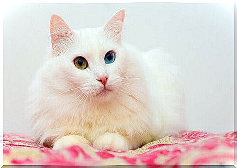 Angora cat with different colored eyes