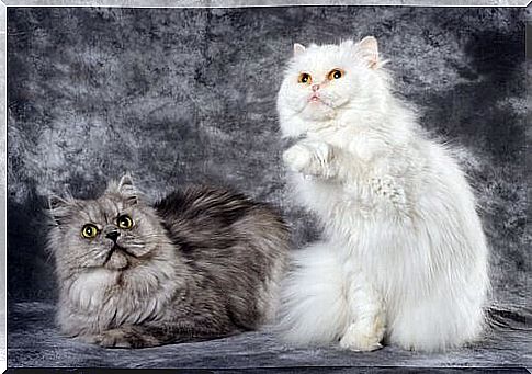 Persian and Angora cat