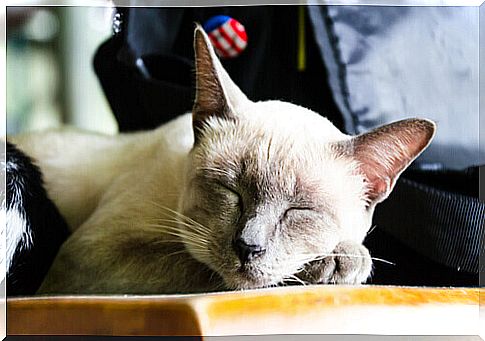 Teach the cat to sleep in the kennel