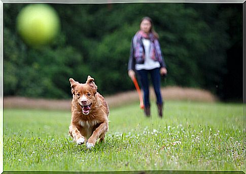 How to teach your dog to stop