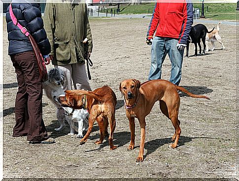 dogs-in-group