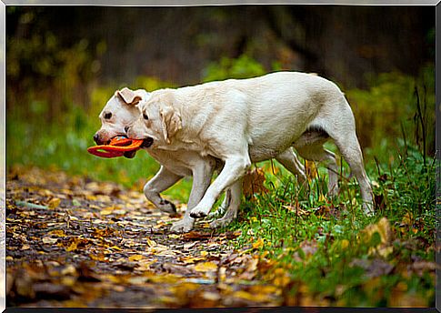 How to train your Labrador