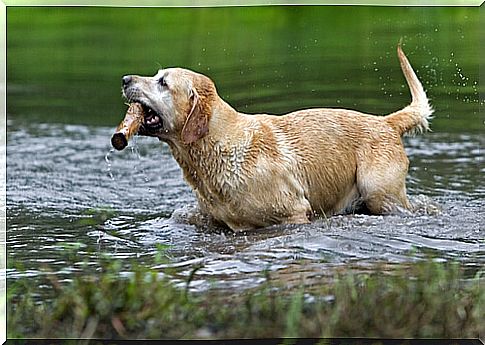 labrador-retriever-2