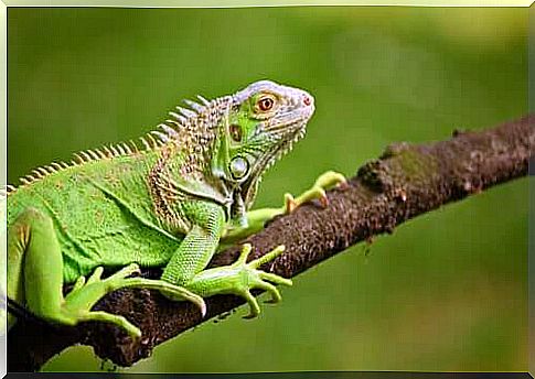 Iguana diet: here's what it should eat