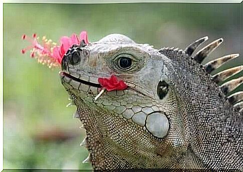 Diet of the iguana: reptile eats a flower