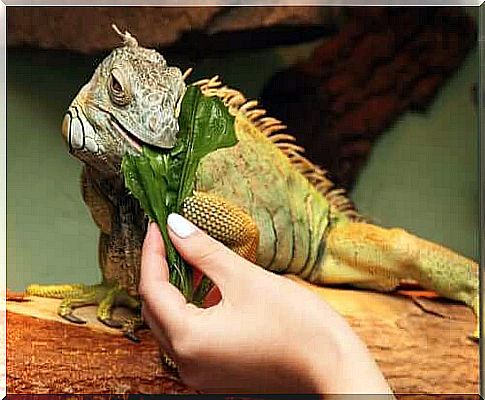 Iguana eats a leaf